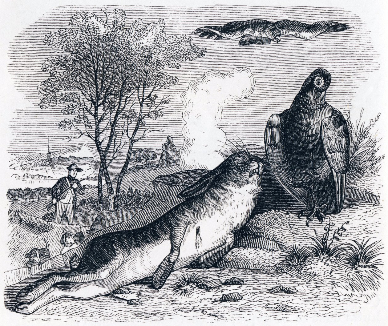 Zajíc a koroptev - Bajky od La Fontaina od Grandville