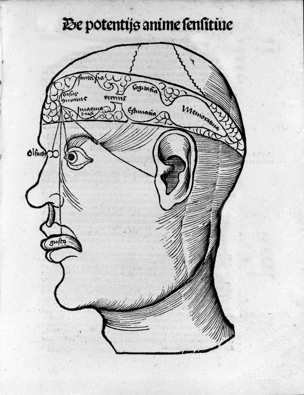 Řezání mozku: studie pro lokalizaci různých mozkových funkcí. Rytina z „Margarita phylosophia“ od Gregora Reische (1467-1525), Bale od Gregor Reisch