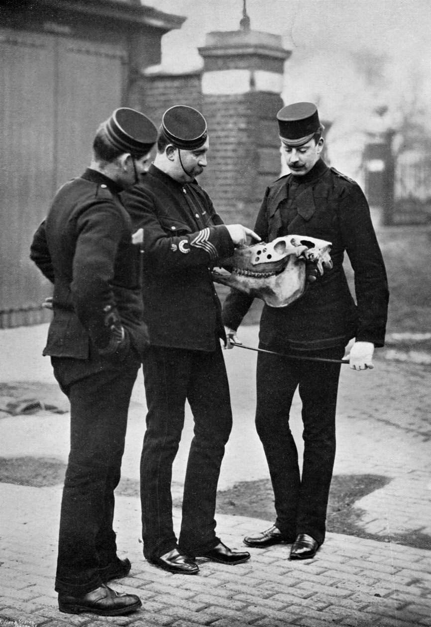Veterinární demonstrace, 1. Life Guards, 1896 od Gregory and Co