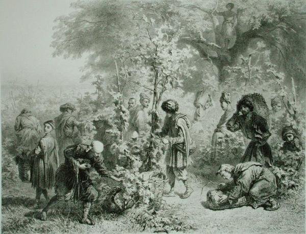 Sklizeň hroznů v Kakhetie v Georgii, deska 30 z knihy o Kavkaze, vyryla Eugene Le Roux (1807-63) nakladatelství Alfred Leon Lemercier, Paříž od Grigori Grigorevich (after) Gagarin