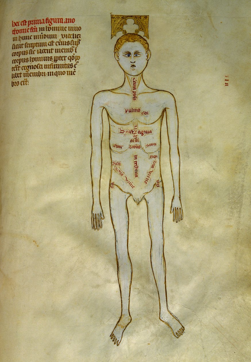 Anatomické a chirurgické desky: lokalizace mužských orgánů. V ""Liber notables Philippi, sedmý král Franků, extrahovaný z knih Galienových""" Gui de Pavia kolem roku 1345. Chantilly, Musee Conde od Guido da Vigevano da Pavia