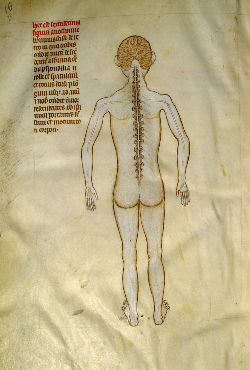 Anatomické a chirurgické desky: mícha (v obratlích páteře). V ""Liber notables Philippi, sedmý král Franků, extrahovaný z knih Galienových""" Gui de Pavia kolem roku 1345. Chantilly, Musee Conde od Guido da Vigevano da Pavia