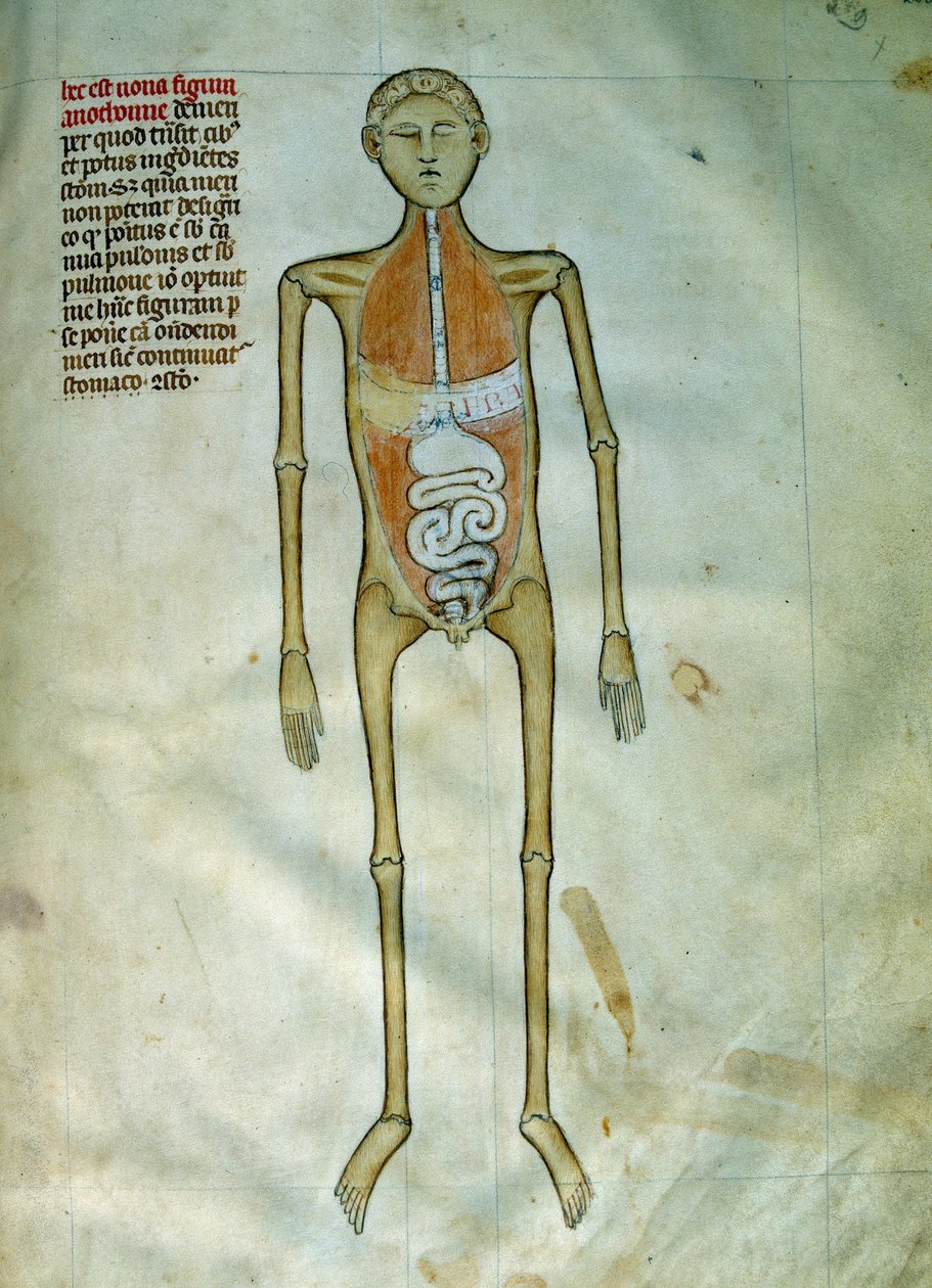 Medicína: anatomie a chirurgická deska představující kůru. Pohled na trávicí systém. Stránka převzata z rukopisu ""Liber notables Philippi, sedmý král Franků, extrahovaný z knih Galien""" Gui de Pavia od Guido da Vigevano da Pavia