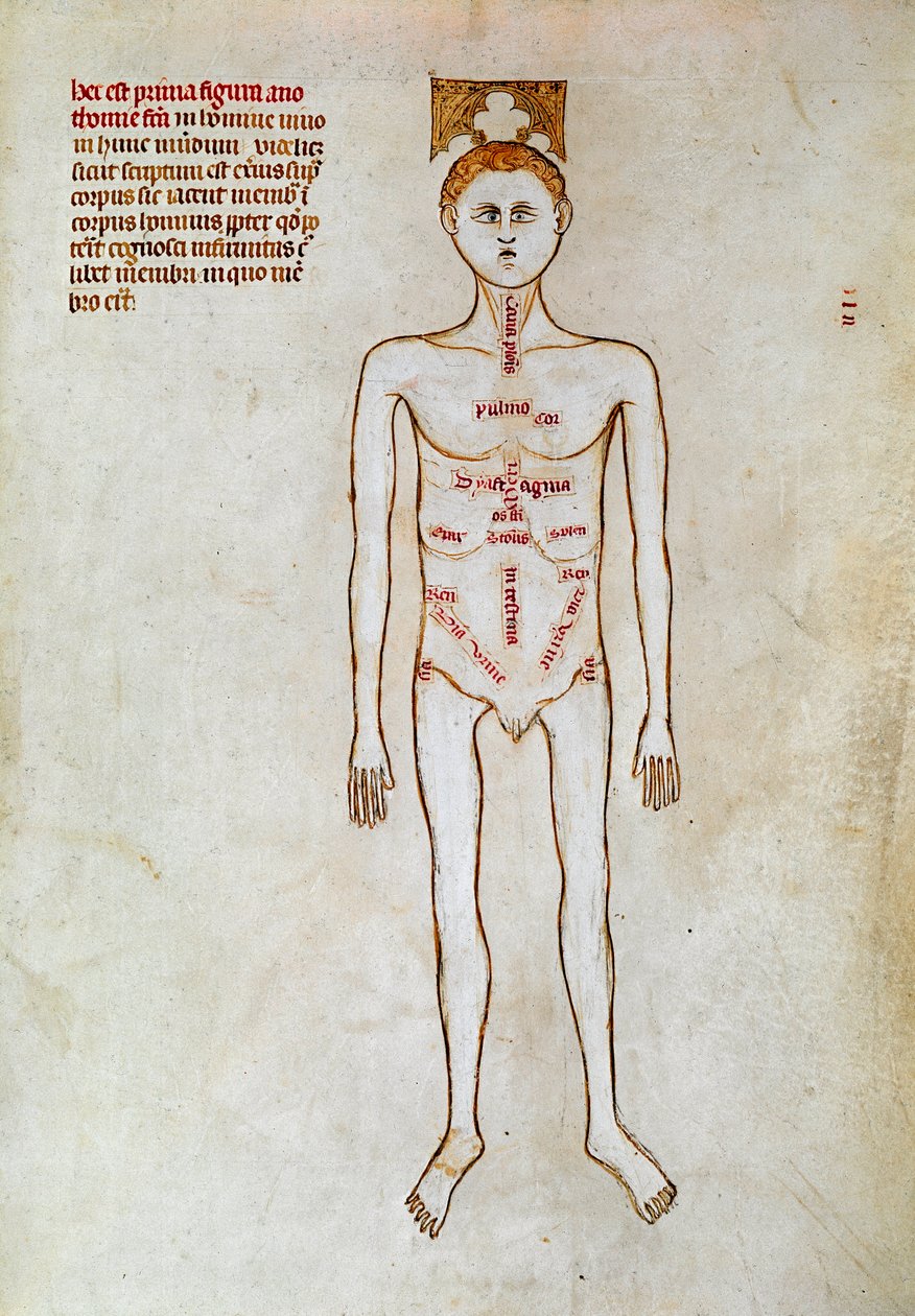 Chirurgie: zobrazení lidského těla. Miniatura v knize „Liber notables Philippi, sedmý král Franků, vytažená z knih Galienových““, kterou napsal Gui (Guy) z Pavie od Guido da Vigevano da Pavia