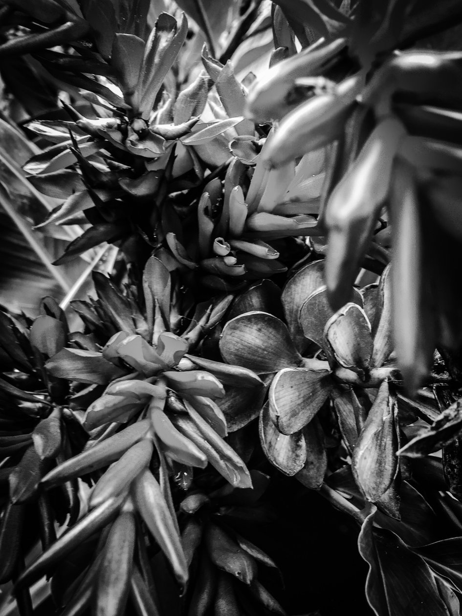Flower nº 30, 2025 (foto) od Guilherme Pontes
