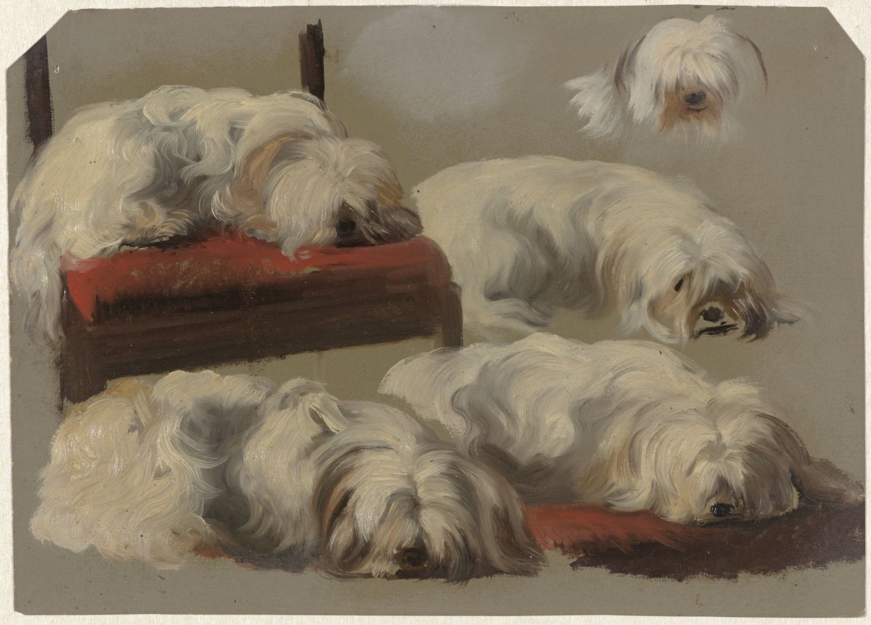Studie psa s bílým klínem od Guillaume Anne van der Brugghen