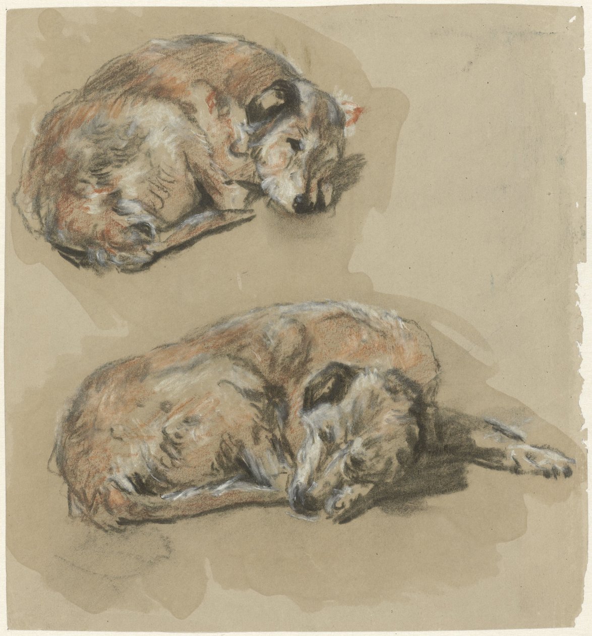 Dvě studie ležícího psa od Guillaume Anne van der Brugghen
