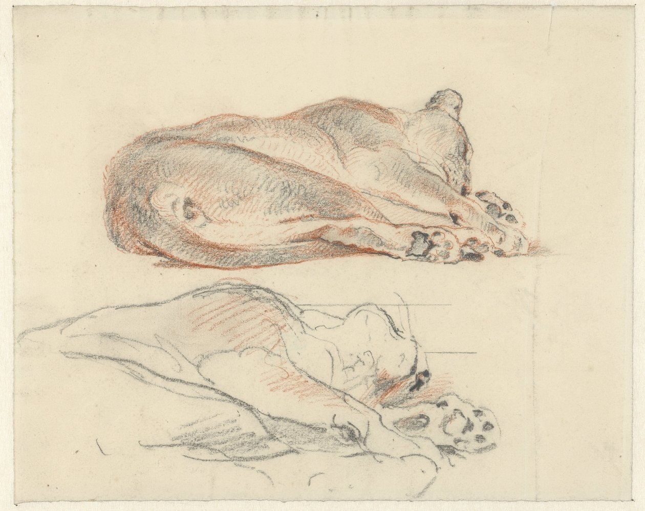Dvě studie ležícího tygra od Guillaume Anne van der Brugghen