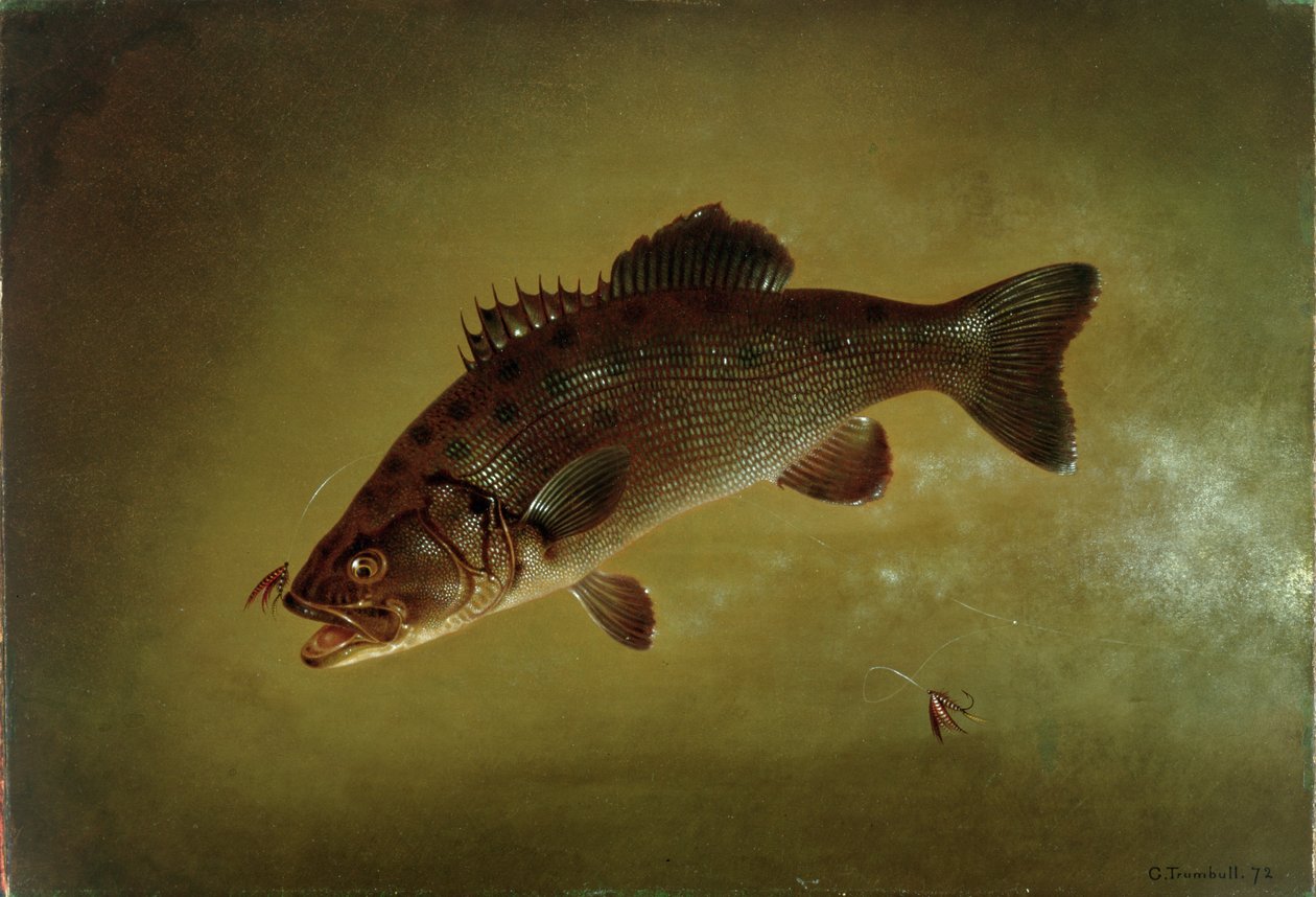 Black Bass, 1872 od Gurdon Trumbull