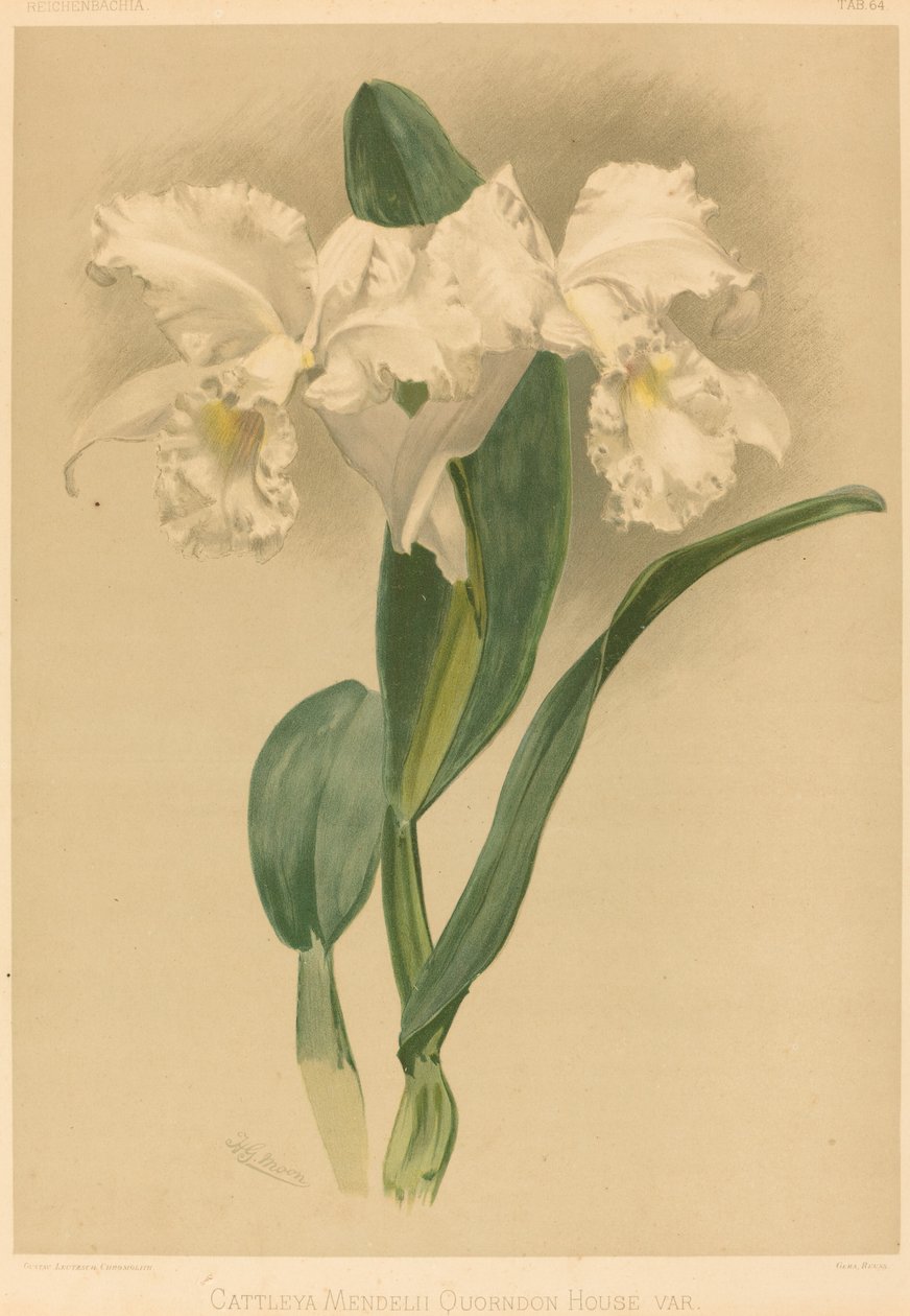 Cattleya Mendelii Quorndon House Var. od Gustav Leutzsch after Henry George Moon