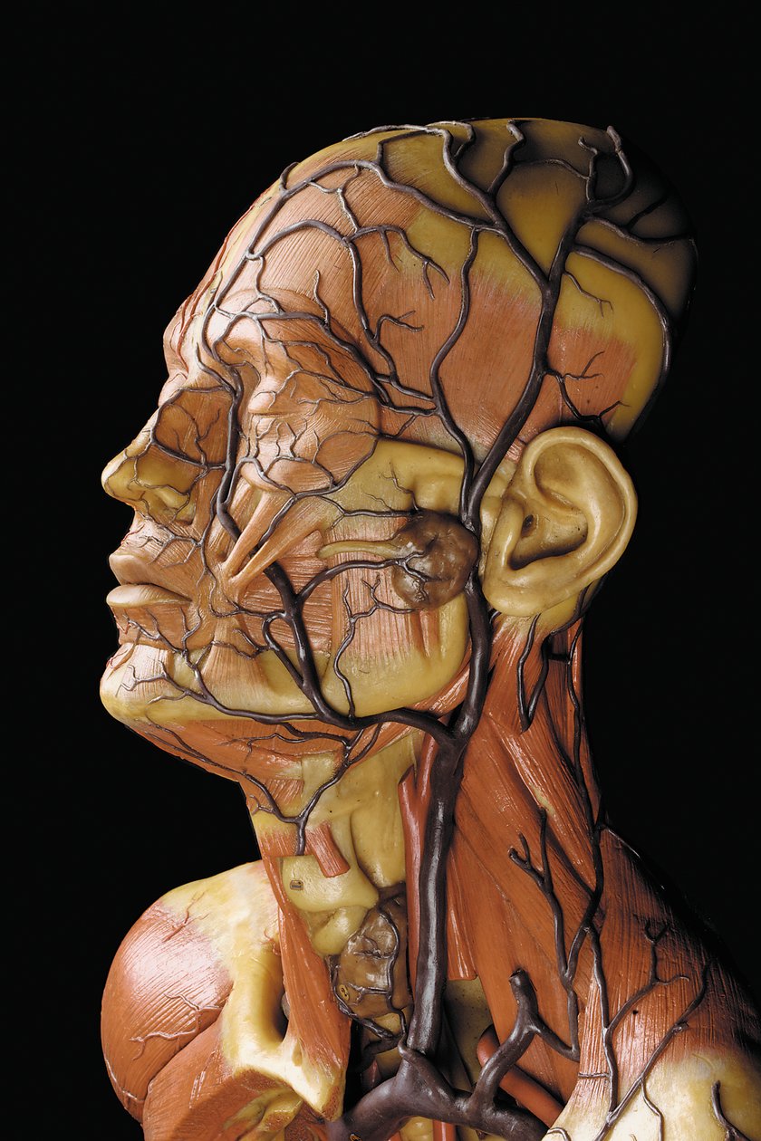 Detail mužského anatomického modelu ecorche, zobrazující svaly, tepny a žíly, oběh a nervový systém od Gustav Zeiller