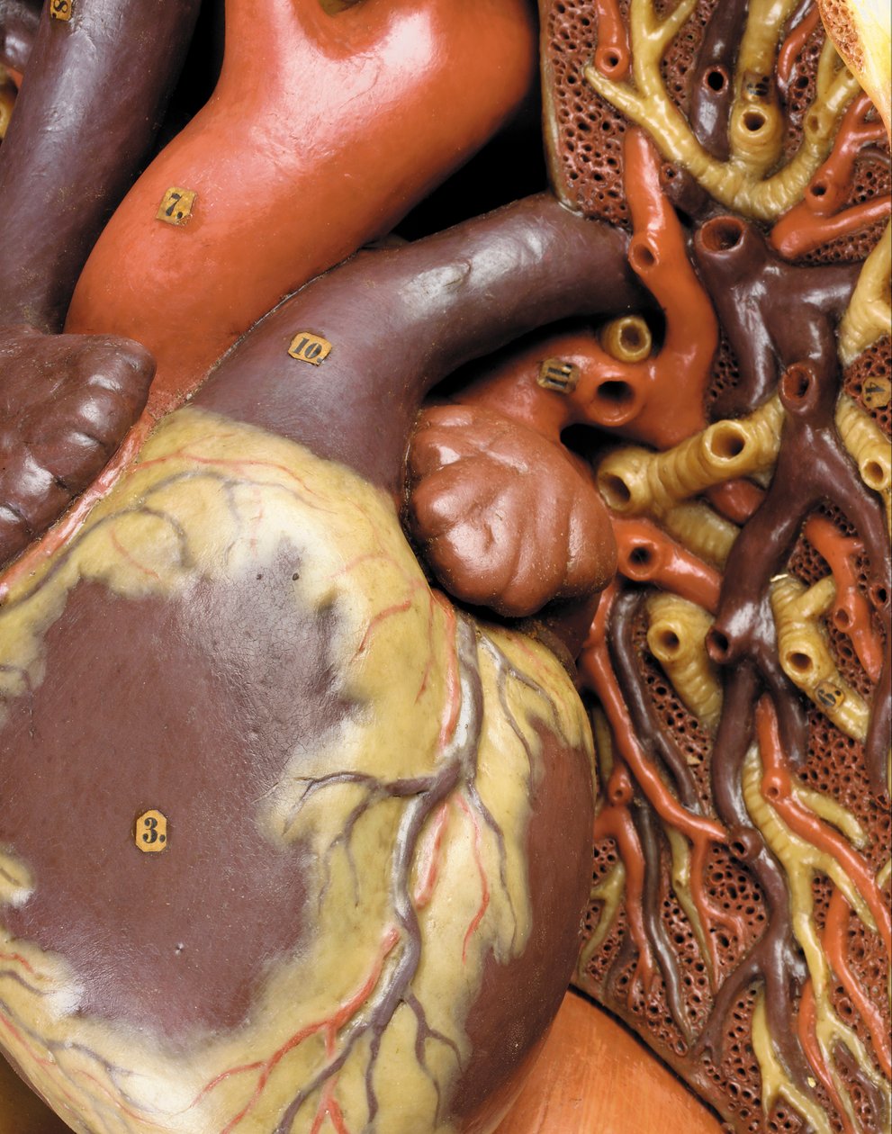 Detail mužského anatomického modelu ecorche, zobrazující svaly, tepny a žíly, oběh a nervový systém od Gustav Zeiller