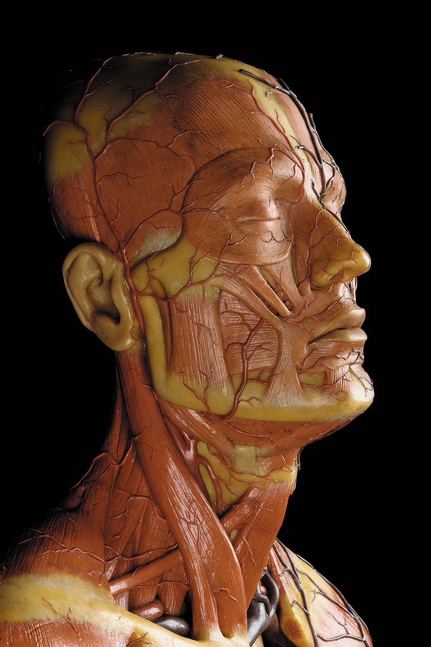 Detail mužského anatomického modelu ecorche, zobrazující svaly, tepny a žíly, oběh a nervový systém (vosk) (viz také 469823 až 469827) od Gustav Zeiller
