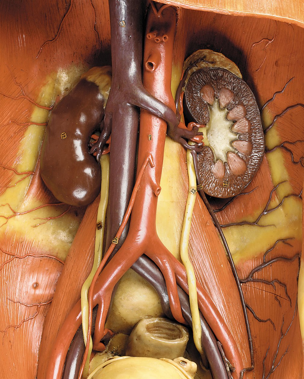 Detail mužského anatomického modelu ecorche, zobrazující svaly, tepny a žíly, oběh a nervový systém (vosk) (viz také 469822 až 469827) od Gustav Zeiller