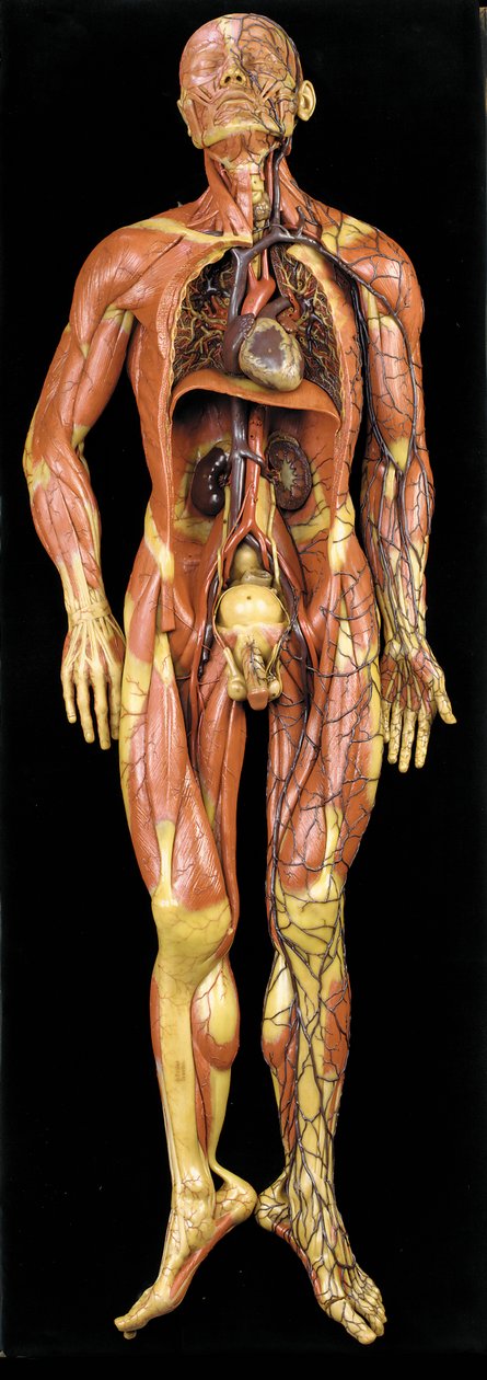 Mužský anatomický model ecorche, zobrazující svaly, tepny a žíly, oběh a nervový systém od Gustav Zeiller