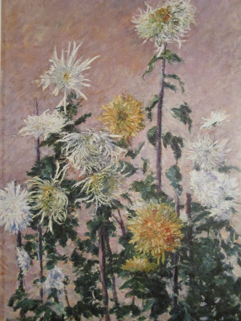 Bílé a žluté chryzantémy od Gustave Caillebotte