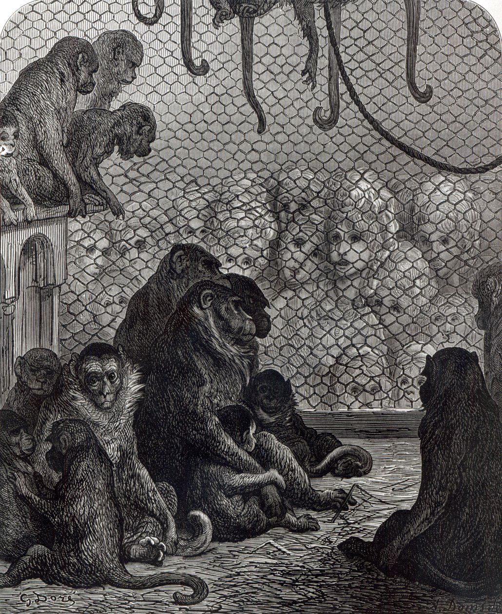 "Londýnské" opice od Gustave Dore