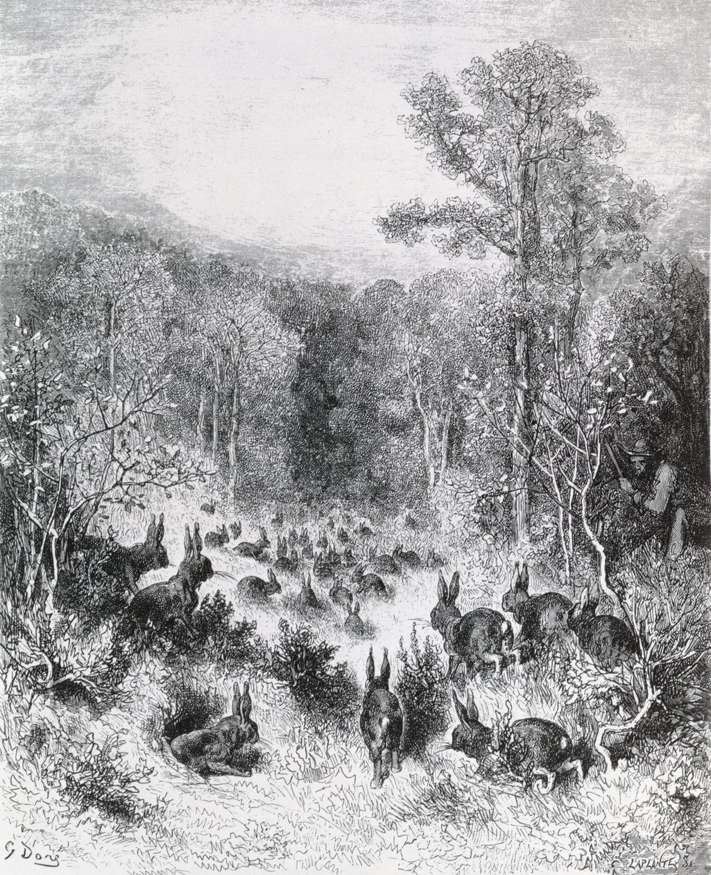 Králíci, ilustrace z 
