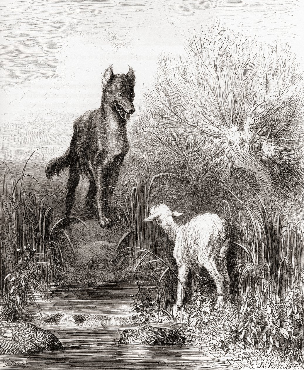 Vlk a beránek, z konce 19. století vydání Fables de La Fontaine (dřevorytina) od Gustave Dore