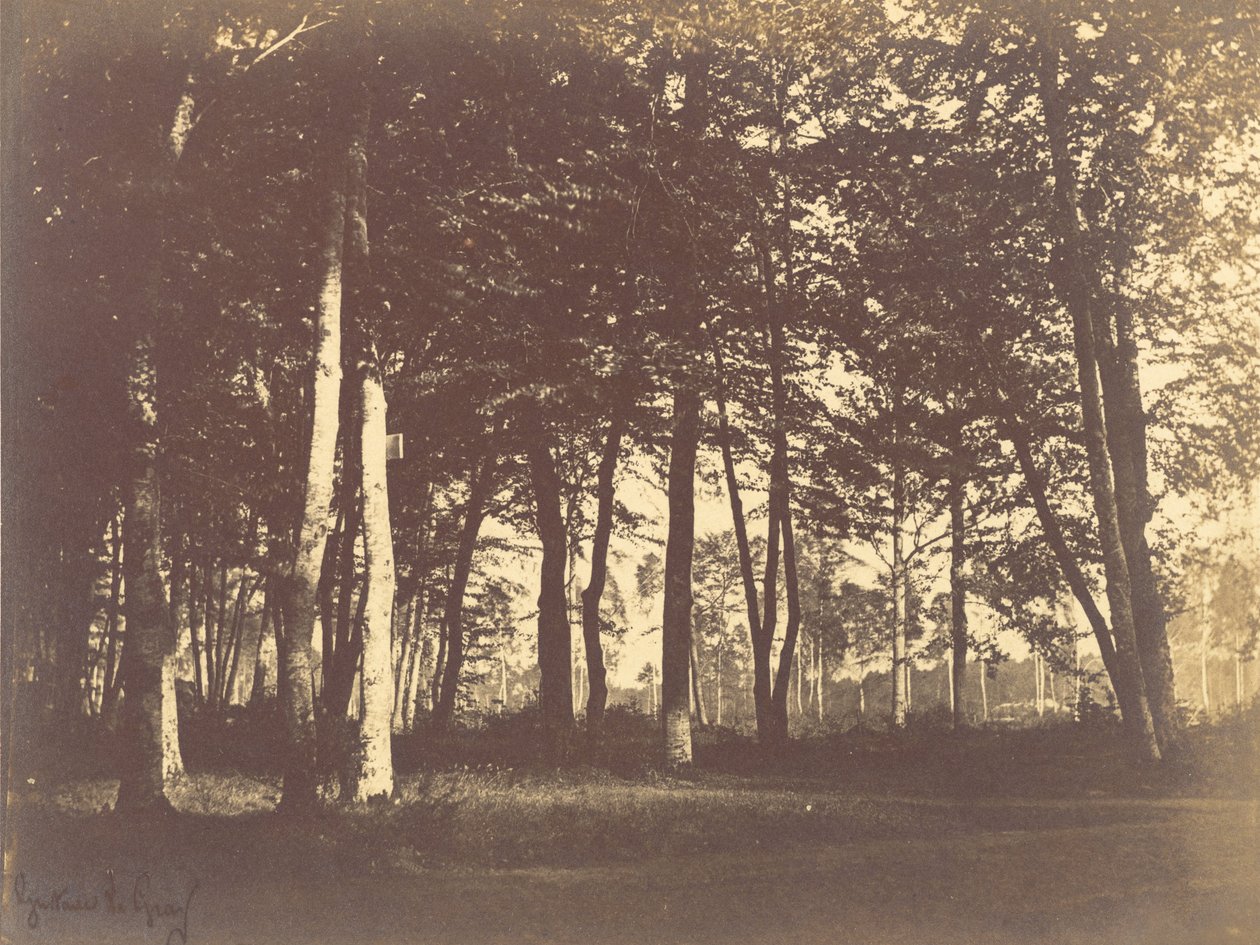 Studium stromů a cest od Gustave Le Gray