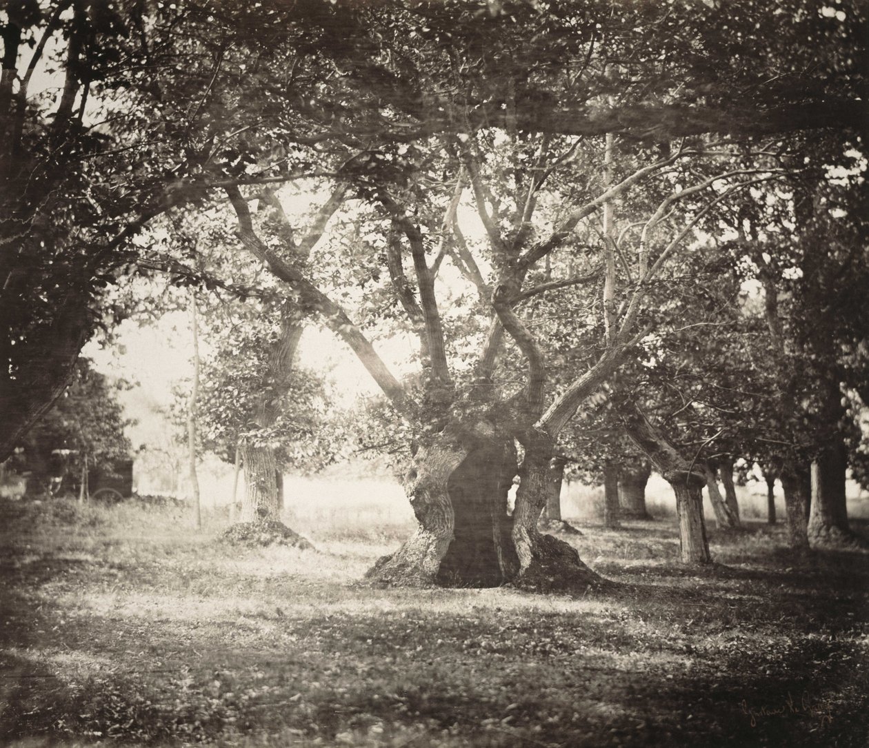 Strom, les Fontainebleau od Gustave Le Gray
