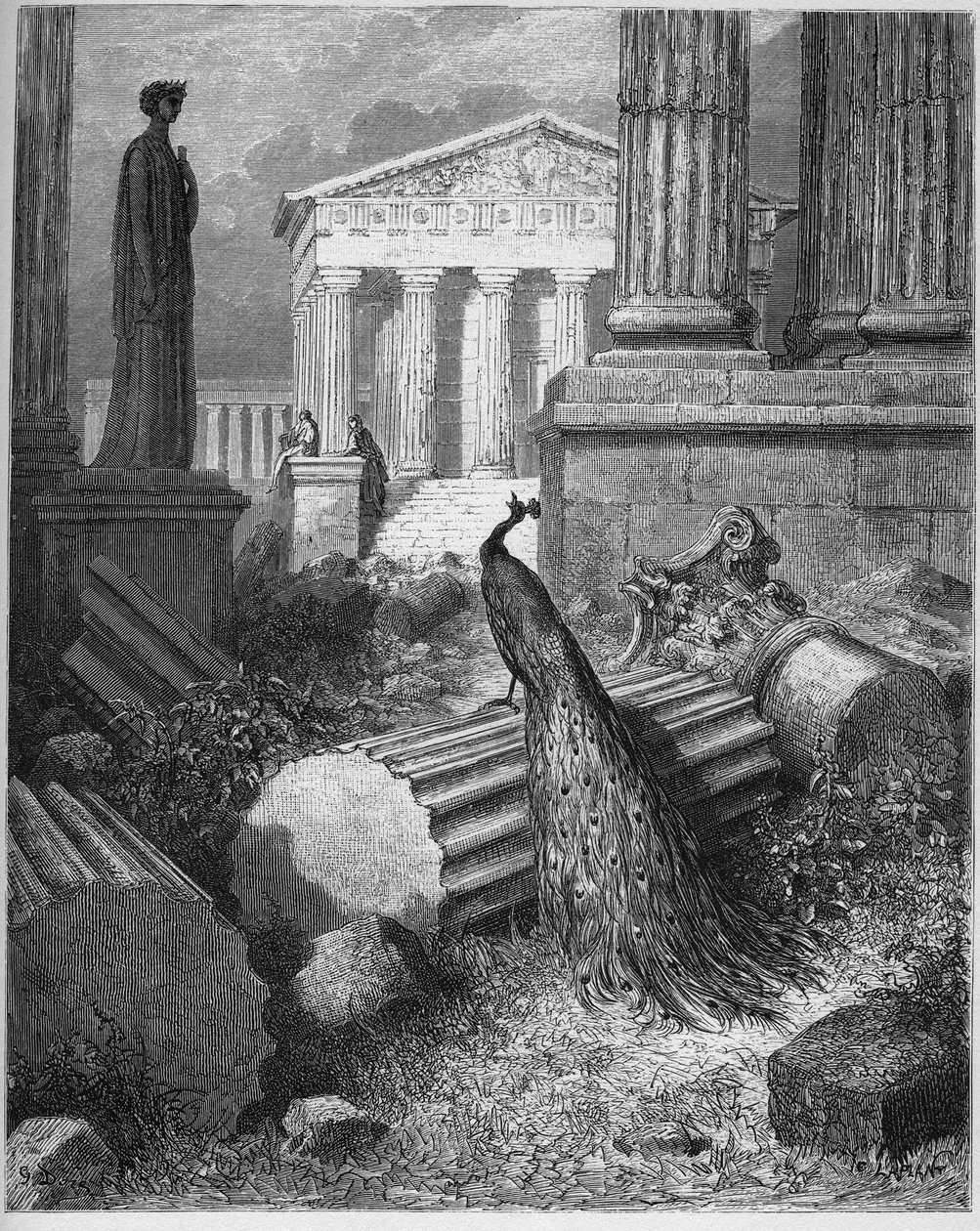 The Peacock Complaining To Juno - z 