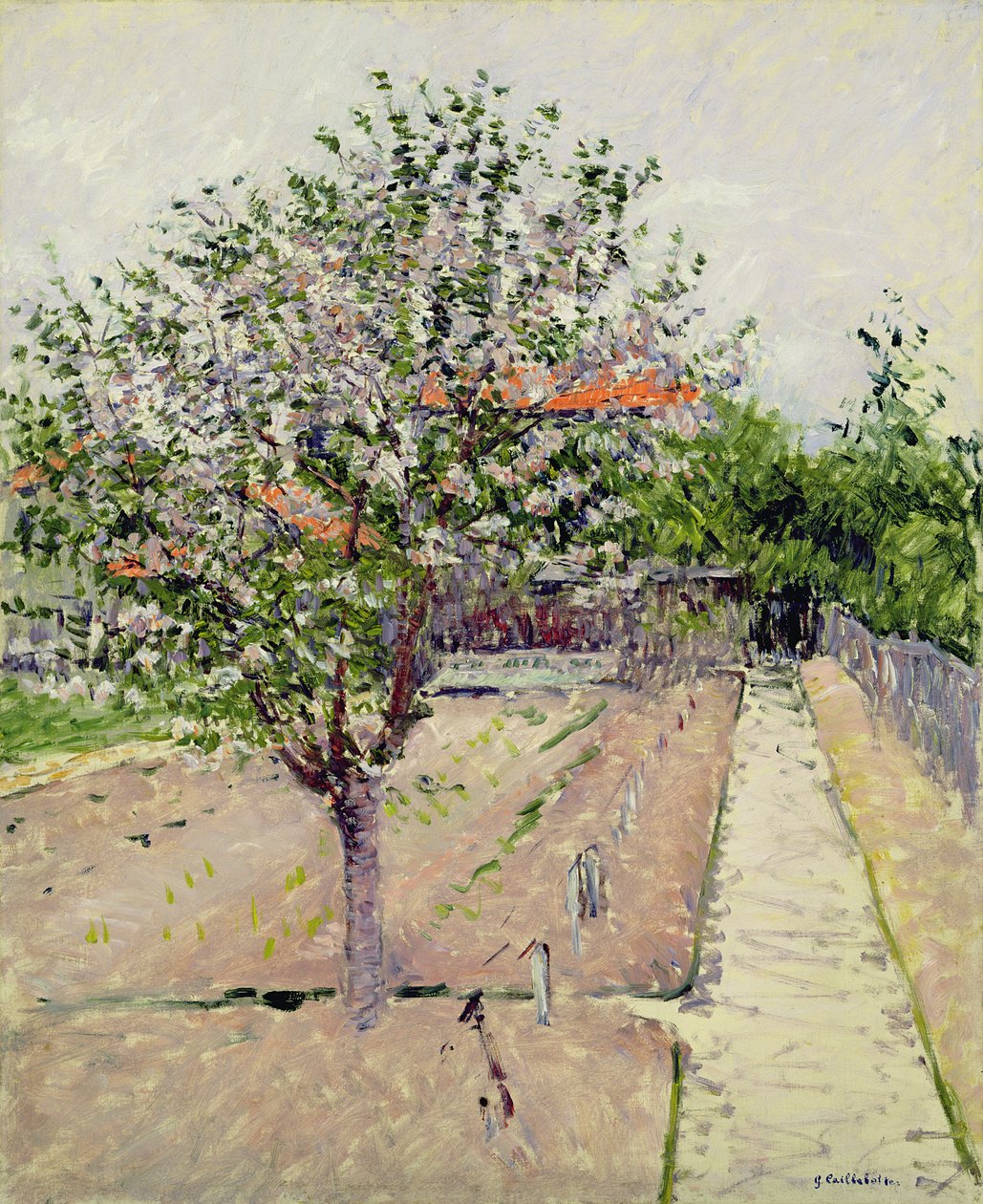 Jabloň v květu, kolem roku 1885 od Gustave Caillebotte
