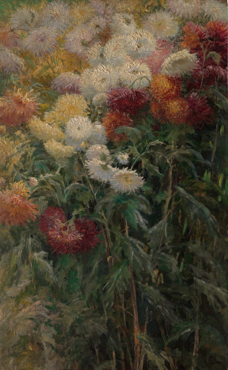 Chryzantémy v zahradě v Petit-Gennevilliers, 1893. od Gustave Caillebotte