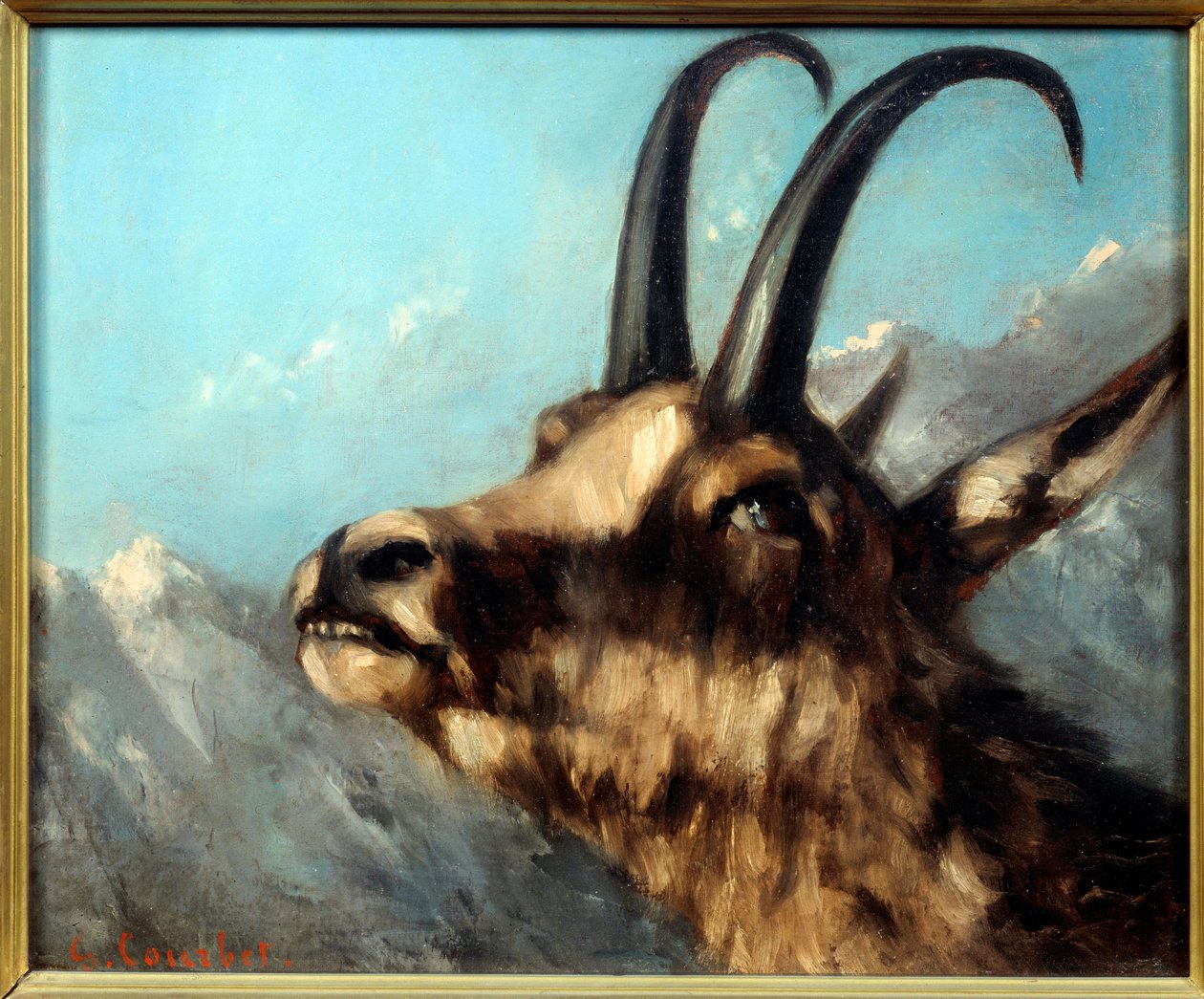 Hlava kamzíkové malby od Gustava Courbeta od Gustave Courbet