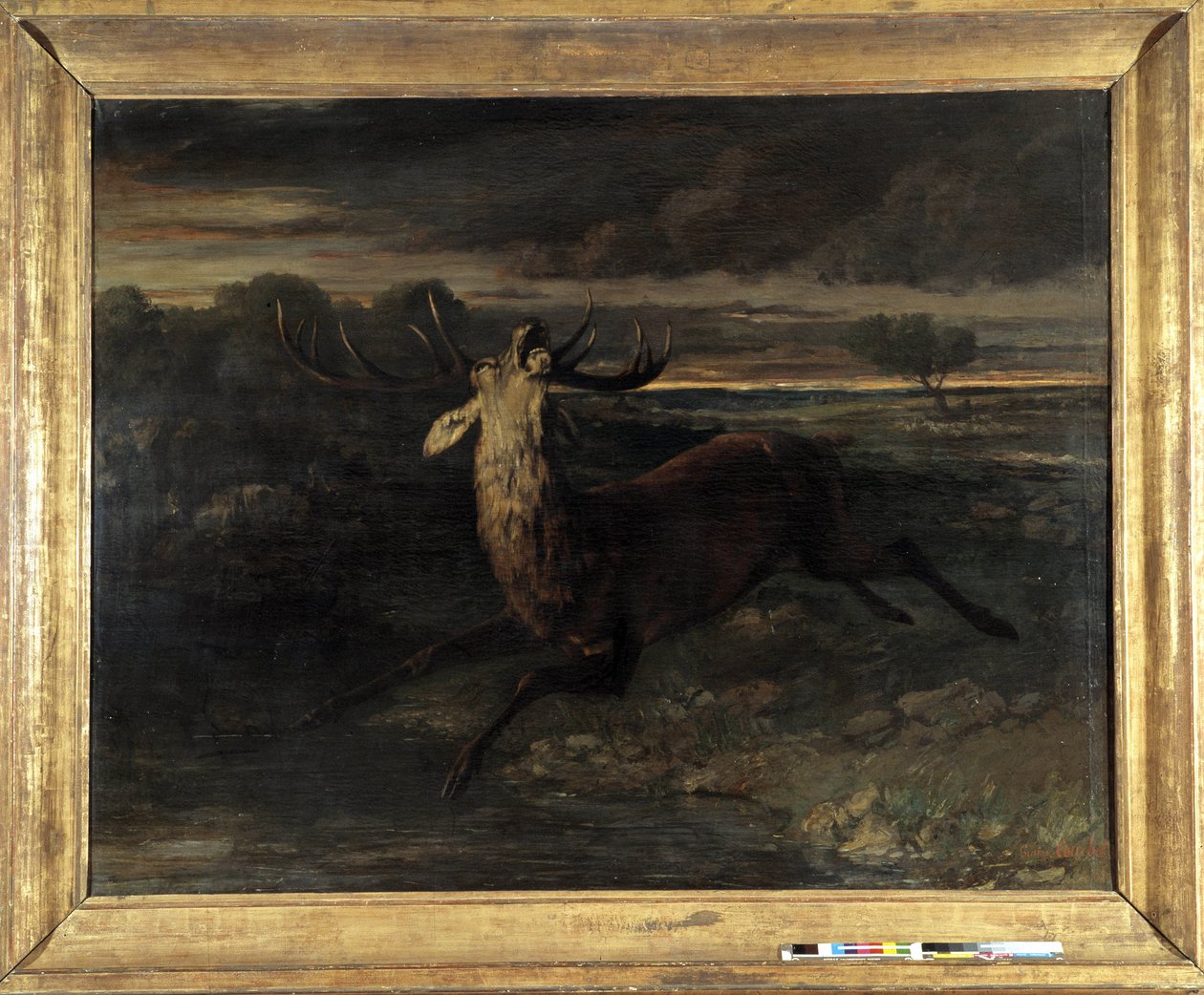 Jelen má vodu (lovící běh) říká síla jelena (olej na plátně) od Gustave Courbet