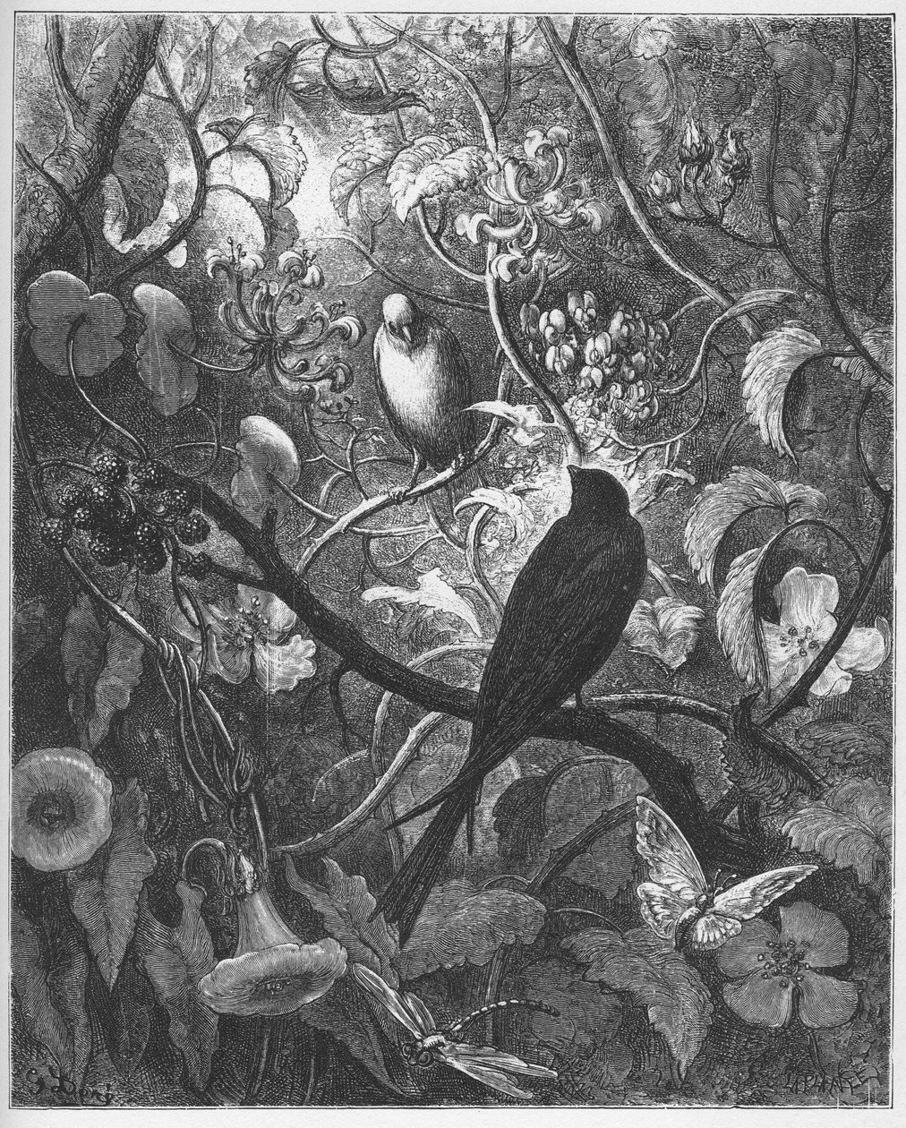 Philomele a Progne - z "Bajek" od Jean de La Fontaine od Gustave Dore