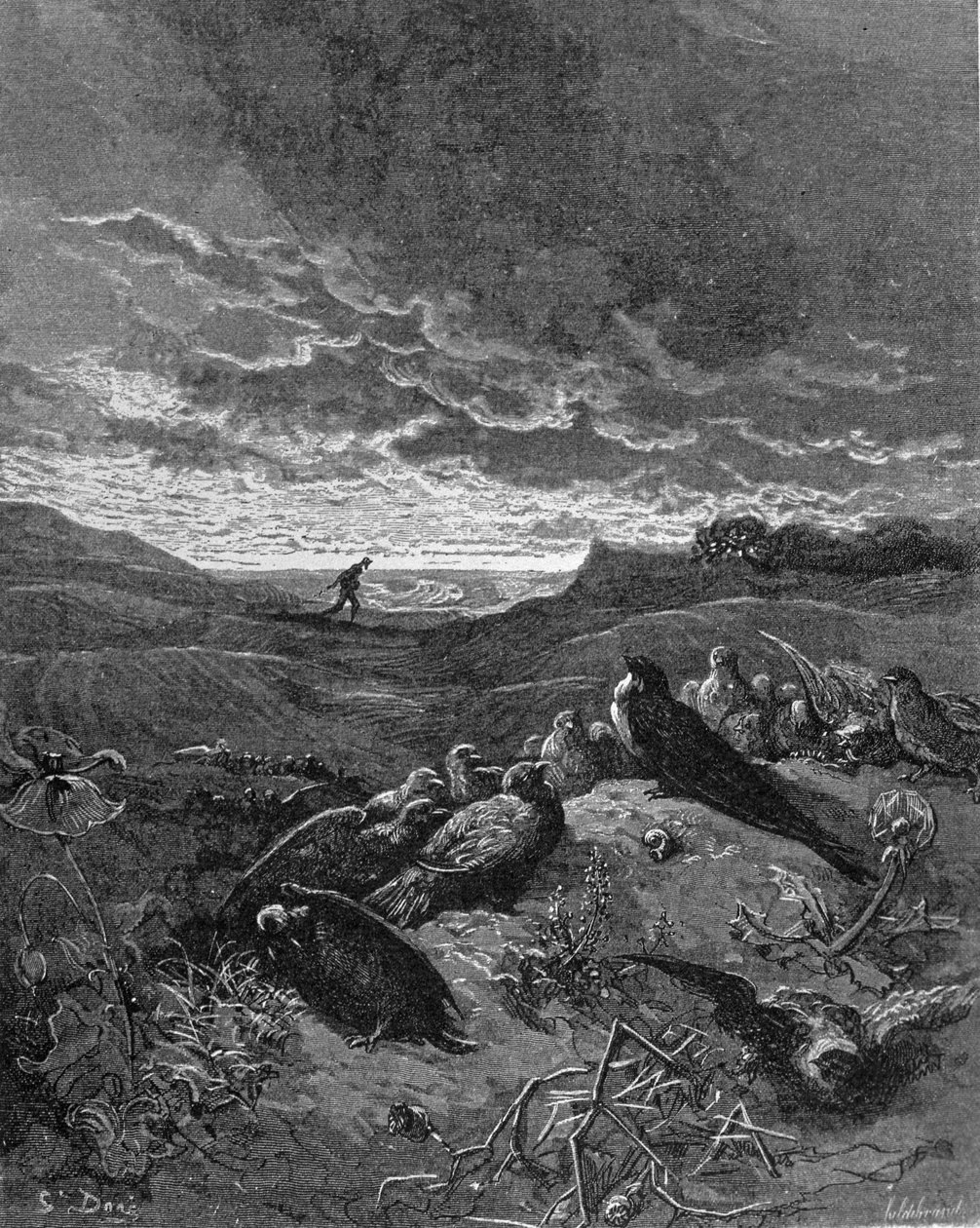Vlaštovka a ptáci, ilustrace z 
