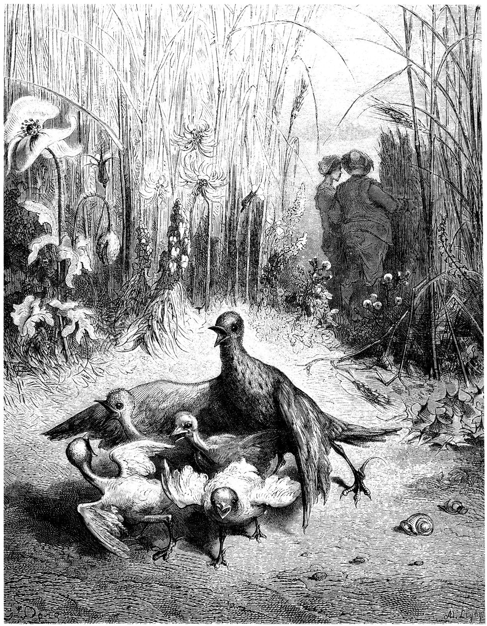 Skřivan a jeho mláďata s pánem pole: bajka Jeana de la Fontaine s ilustracemi Gustava Doreho - ptáci - od Gustave Dore