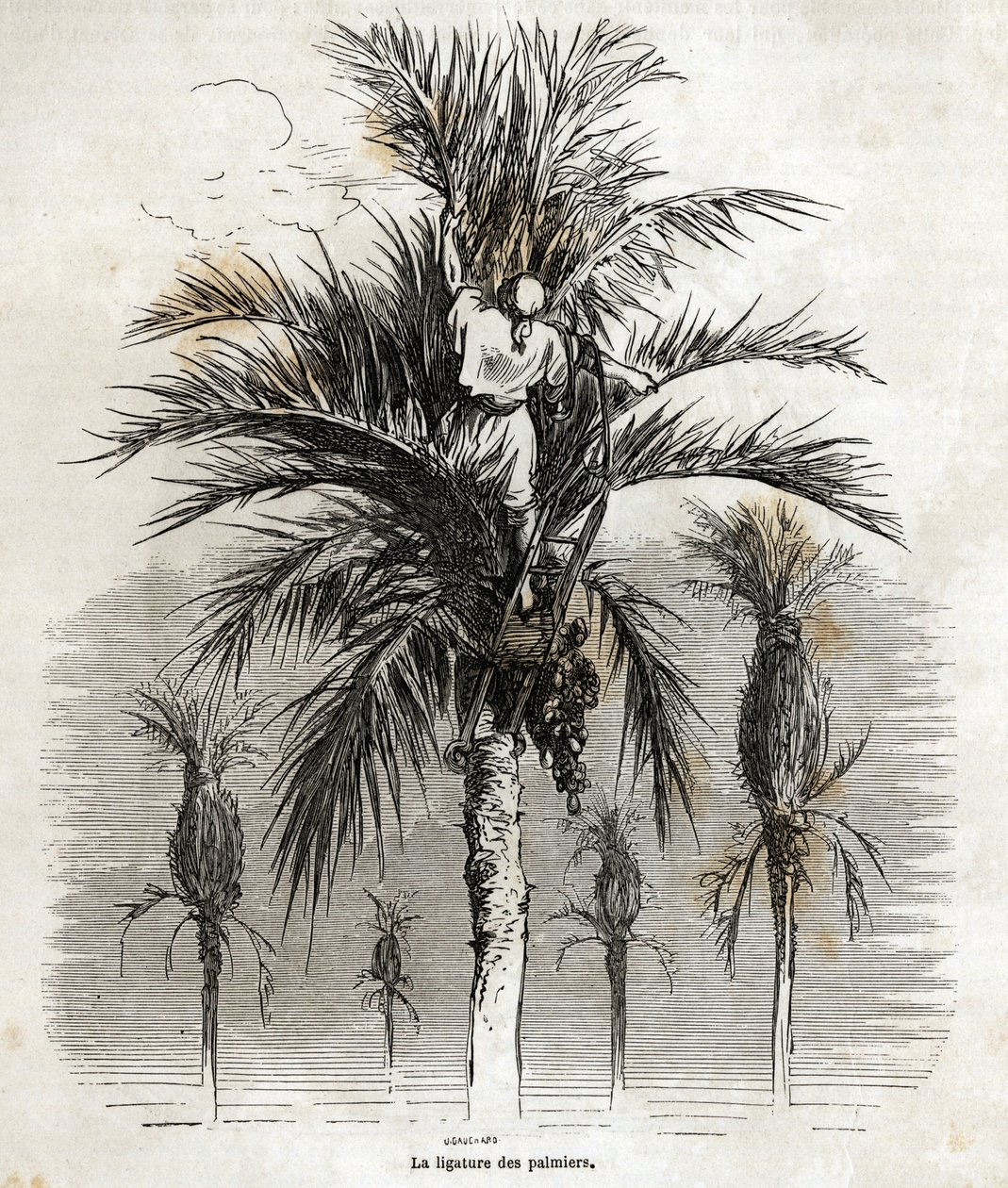Podvazování palem v Elche, s cílem zachovat bělost, za účelem jejich splétání, kresba Gustava Dore (1832-1883), pro ilustraci jeho cesty do Španělska, v roce 1862, s Ch. Davillier. Rytina v „“Le tour du monde““, editoval E od Gustave Dore