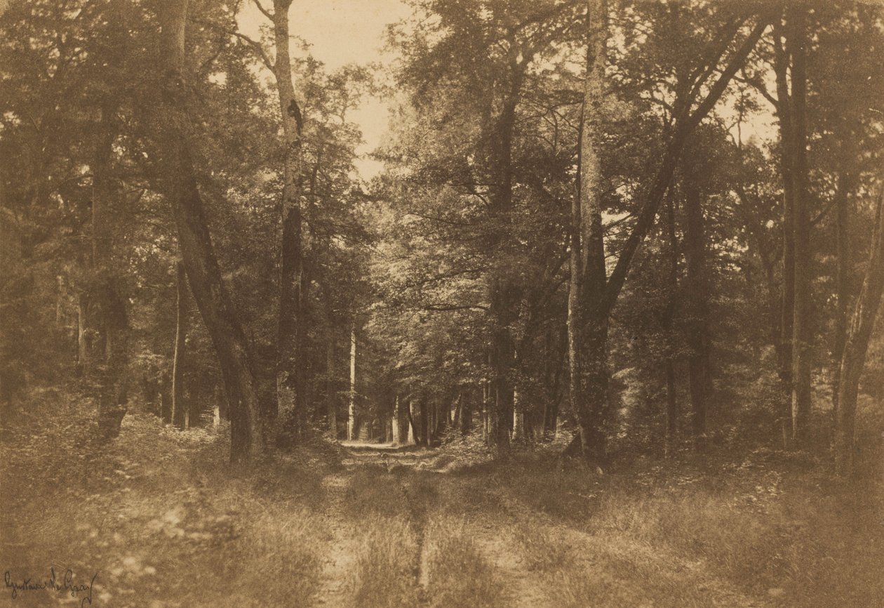 Bas-Bréau, Les Fontainebleau, 1849-1852 (foto) od Gustave Le Gray