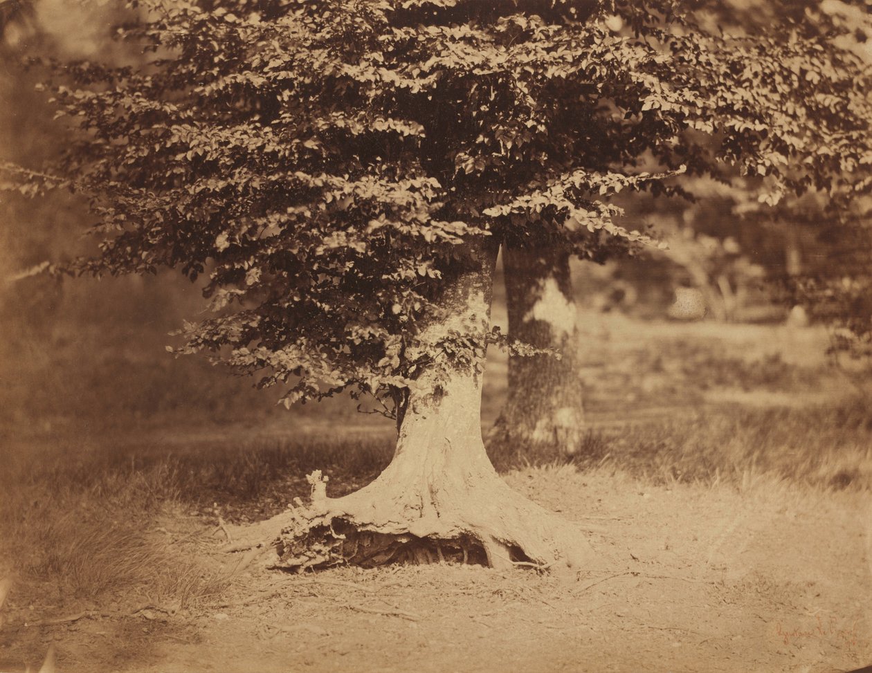Buk, les Fontainebleau,c. 1856 (foto) od Gustave Le Gray