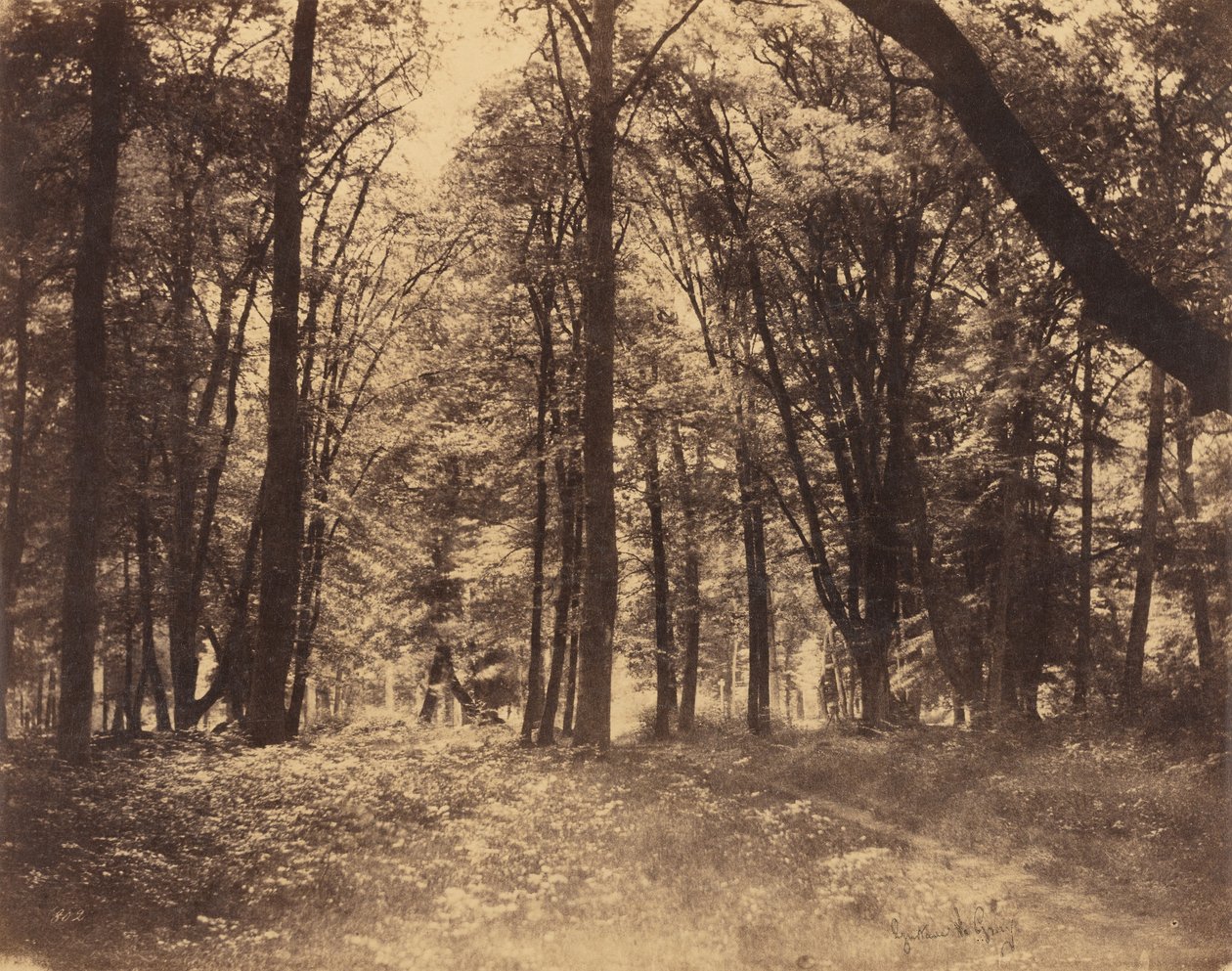 Lesní scéna od Gustave Le Gray