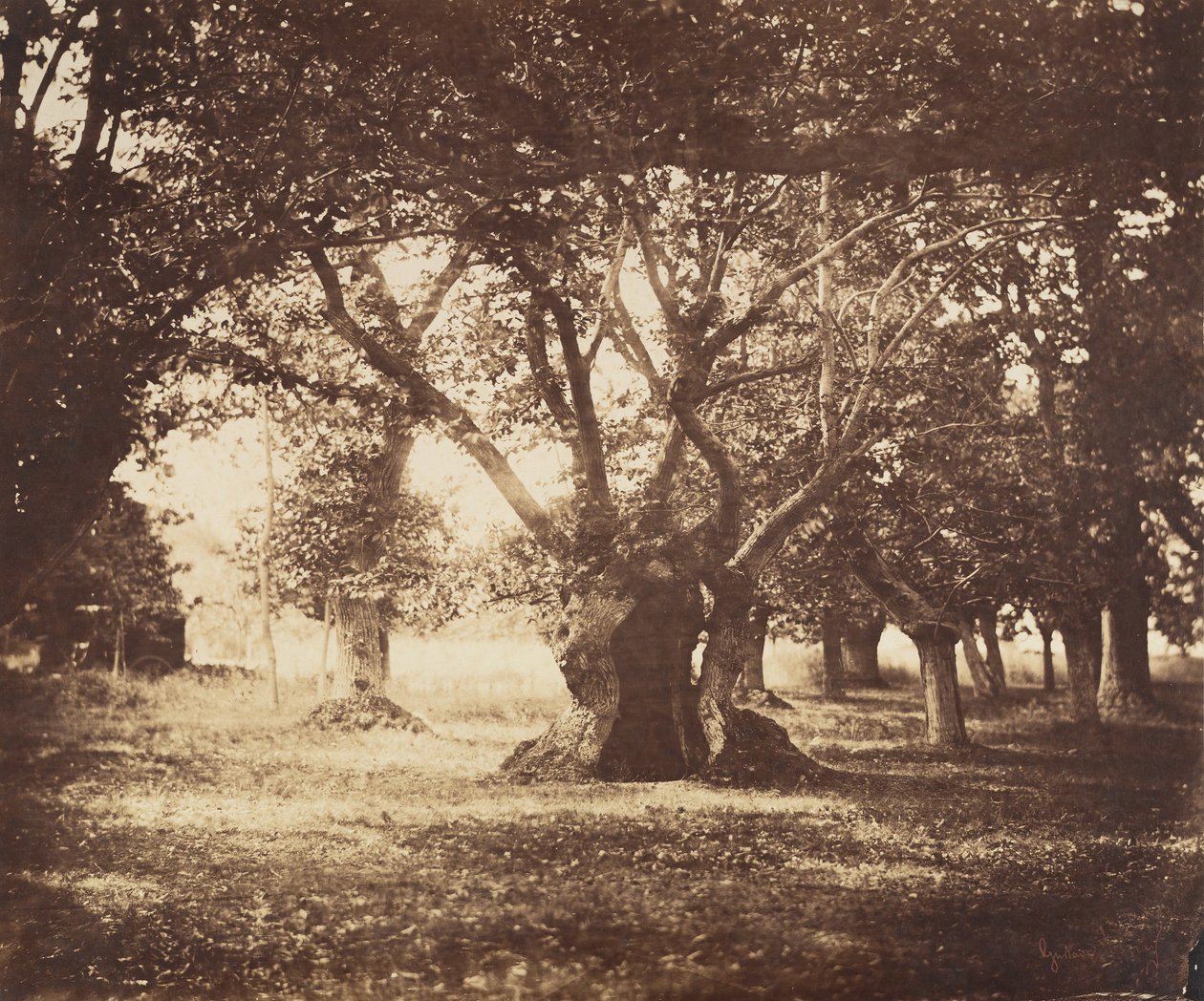 Dutý dub, Fontainebleau, 1855-57. od Gustave Le Gray