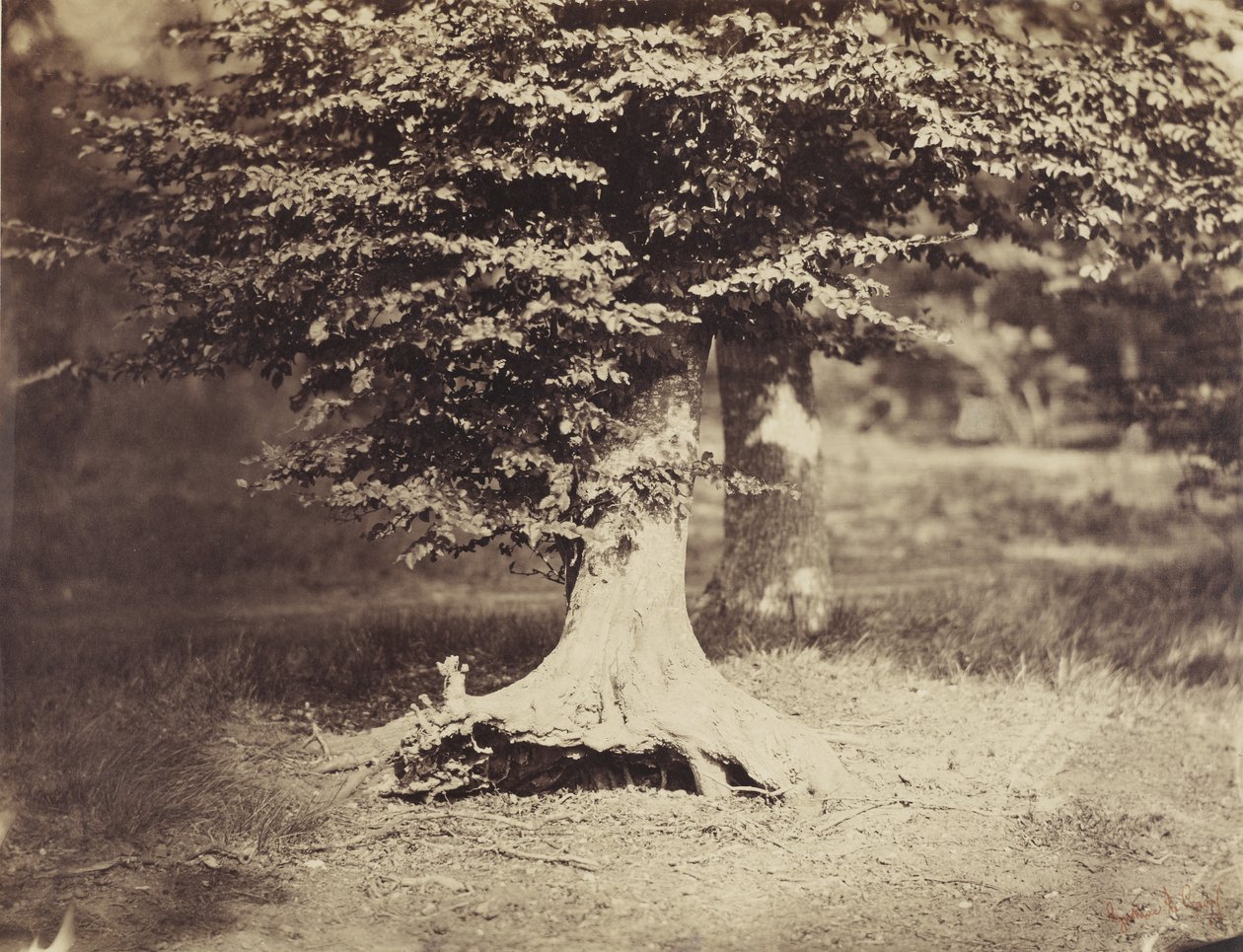 The Beech Tree, cca 1855-7 (č/b foto) od Gustave Le Gray