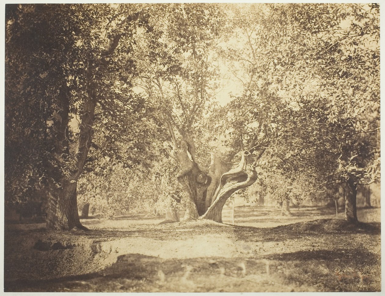 Strom, Les Fontainebleau od Gustave Le Gray