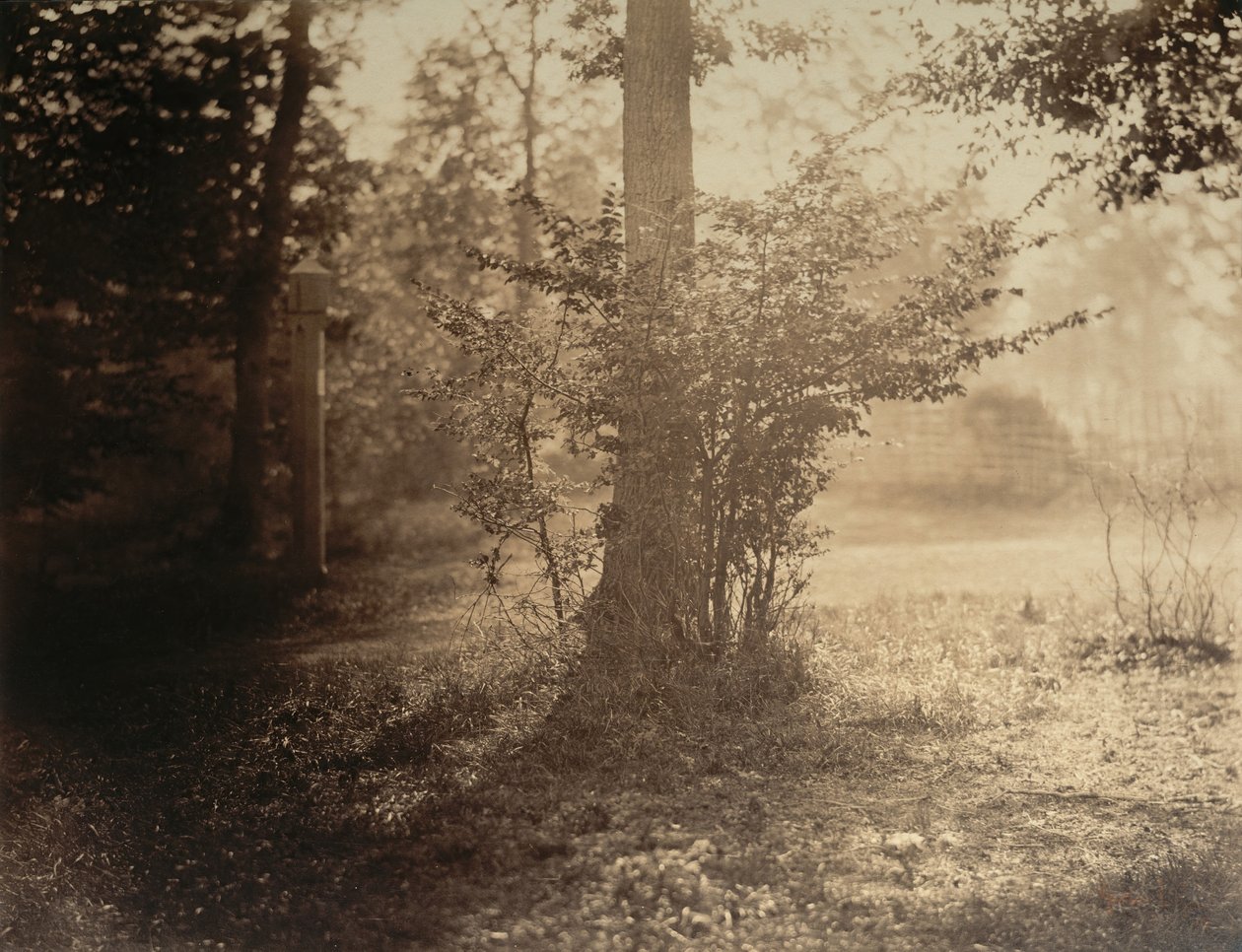 Stromová studie, Forest of Fontainebleau, ca. 1856. od Gustave Le Gray