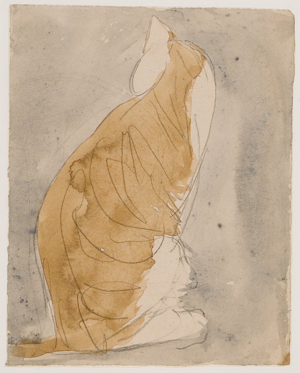 Studie kočky (akvarel a tužka na papíře) od Gwen John