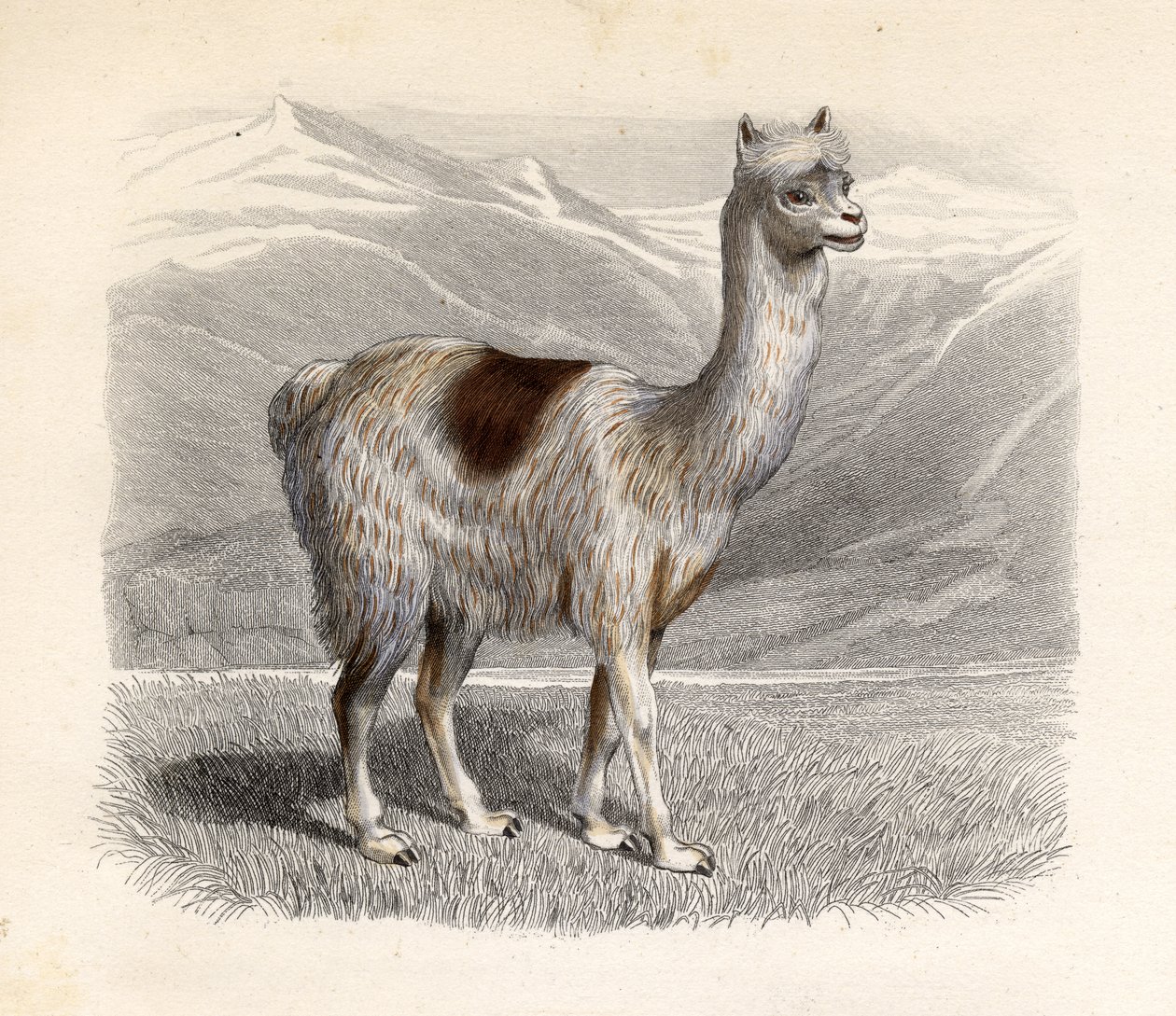 Lama, vyryl E. Ramus od H. Gobin