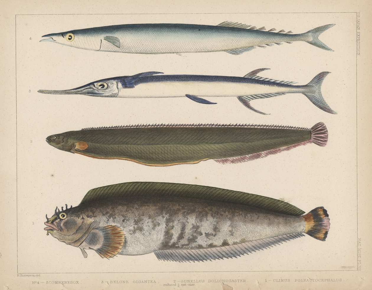 1. Clinus Polyactocephalus, 2. Gunellus Dolichogaster, 3. Belone Gigantea, 4. Scomberesox, 1855 od H. Patterson