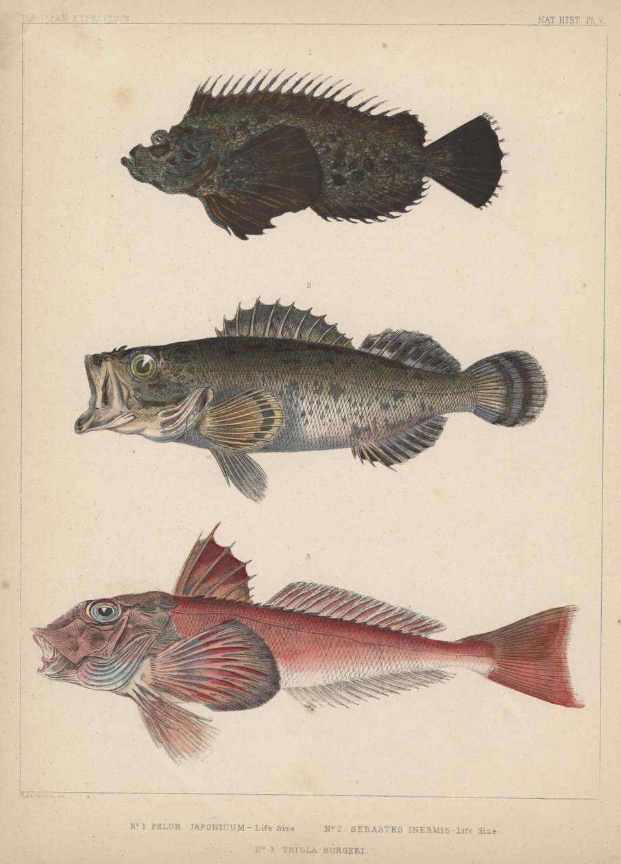 1. Pelor Japonicum, 2. Sebastes Inermis a 3. Trigla Burgeri, 1855 od H. Patterson