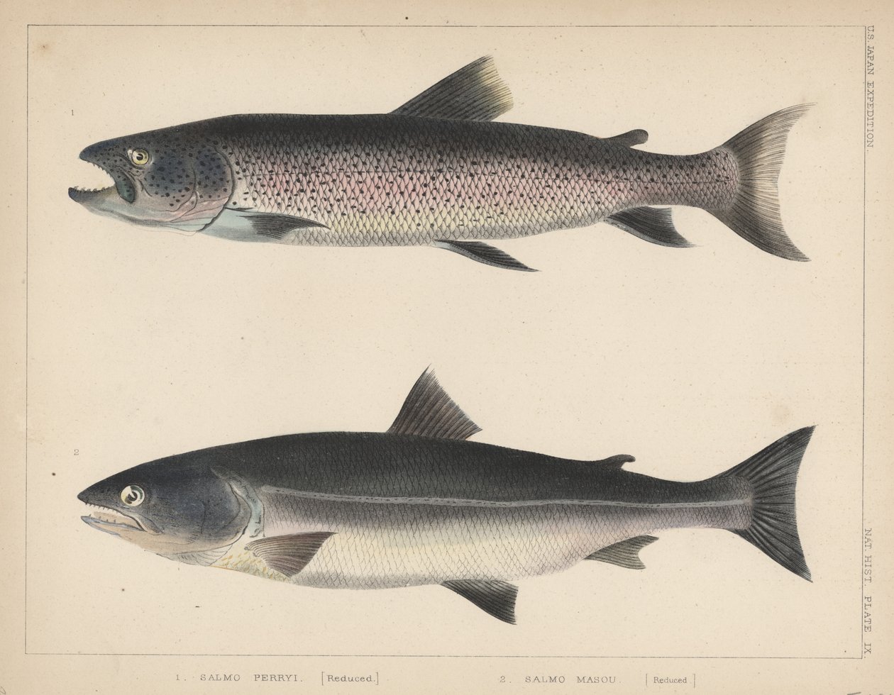 1. Salmo Perryi (sníženo), 2. Salmo Masou (sníženo), 1855 od H. Patterson