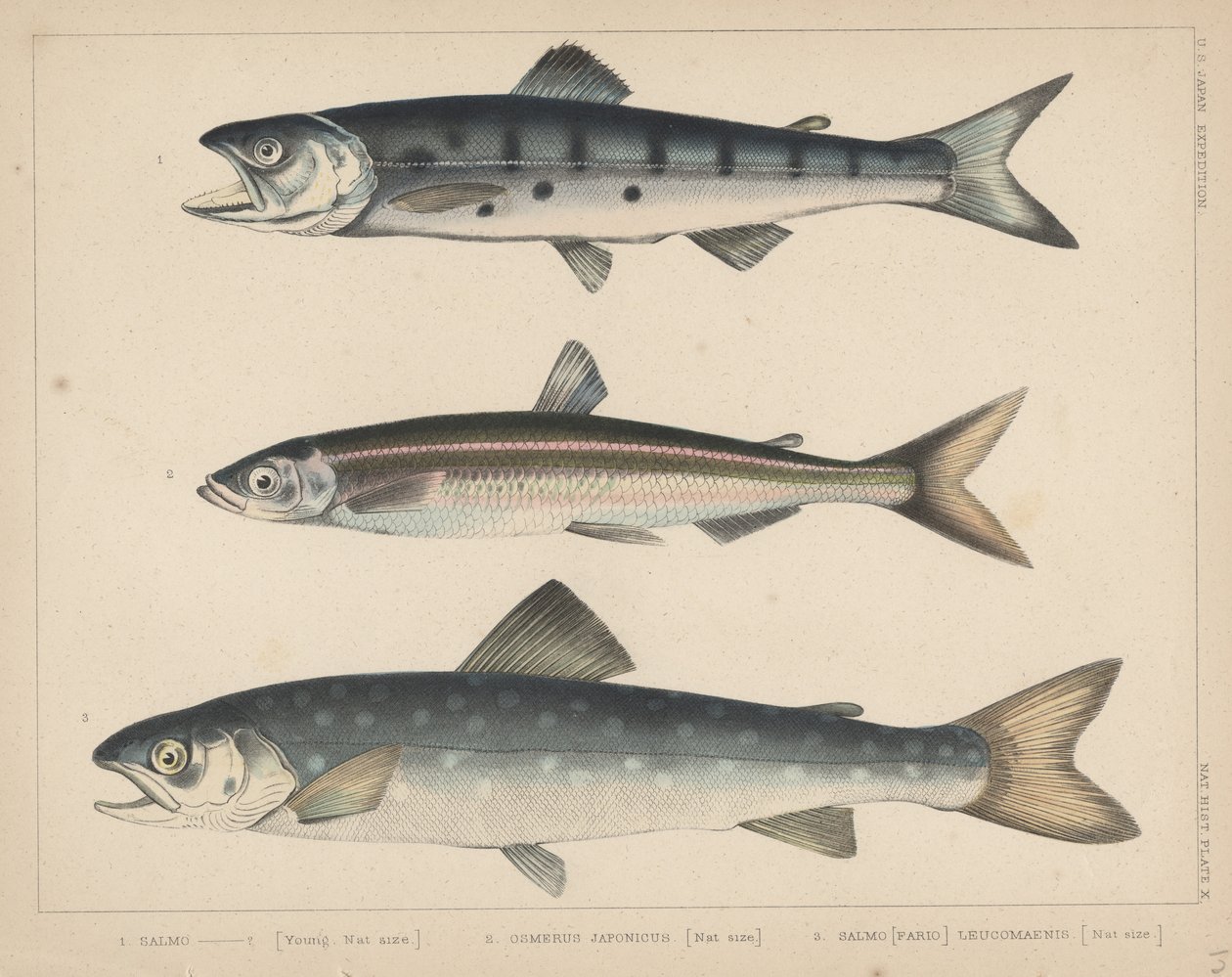 1. Losos, 2. Osmerus Japonicus, 3. Salmo (Fario) Leucomaenis, 1855 od H. Patterson