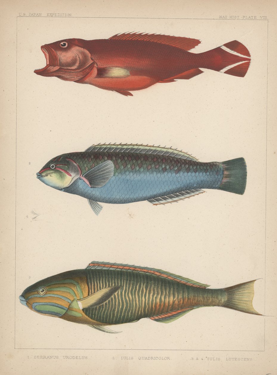 1. Serranus Urodelus, 2. Julis Quadricolor, 3. Julis Lutescens, 1855 od H. Patterson