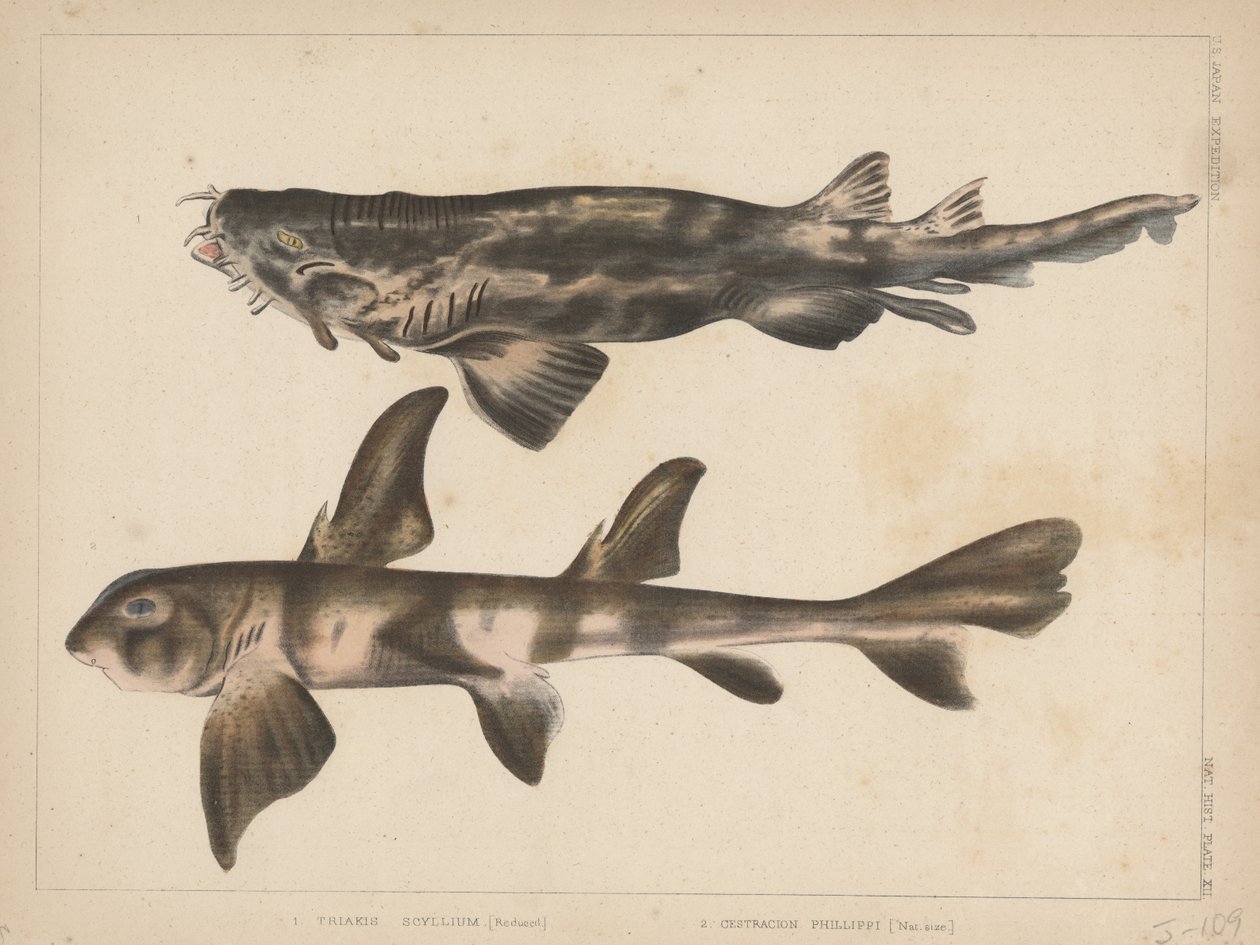 1. Triakis Scyllium, 2. Cestracion Phillippi, 1855 od H. Patterson