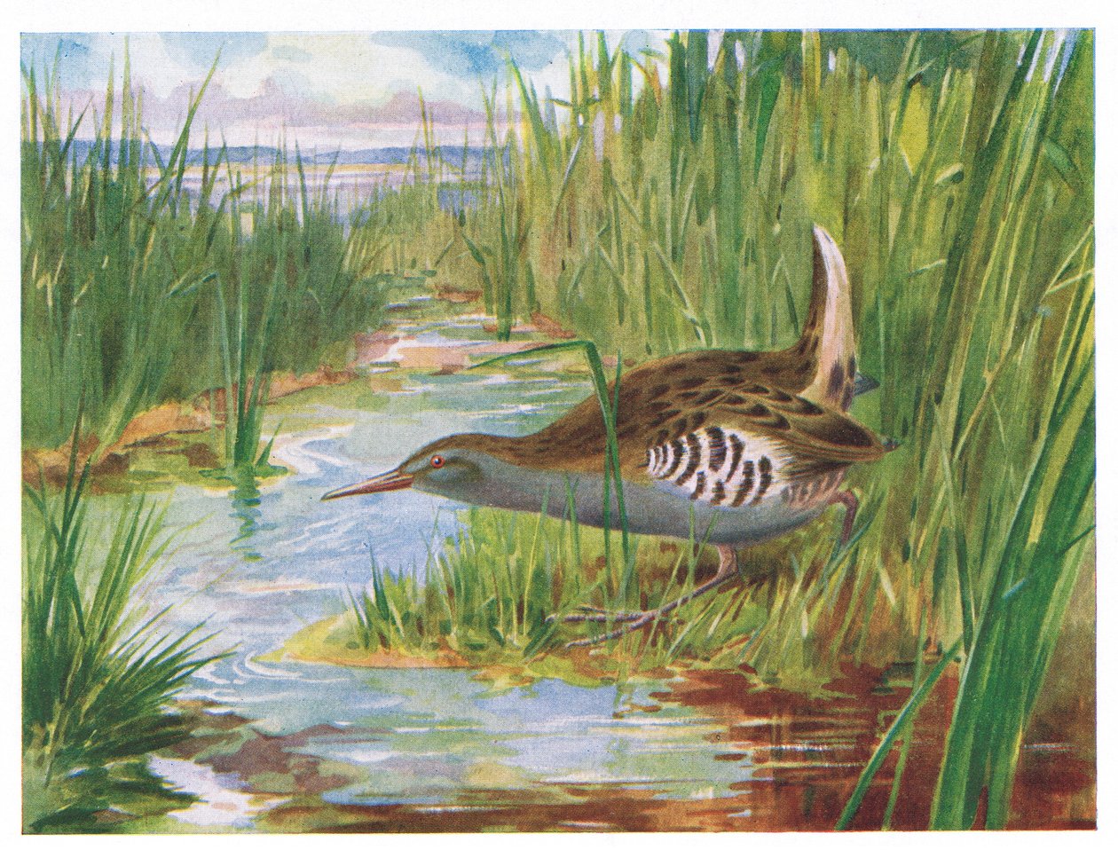 Water Rail, ilustrace z British Birds od Kirkman & Jourdain, 1966 od H. Wormald